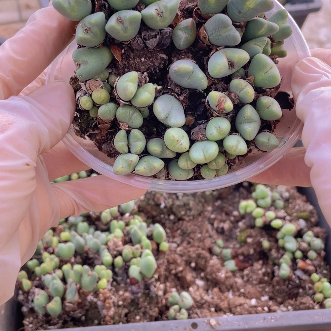 一盒少将888888888