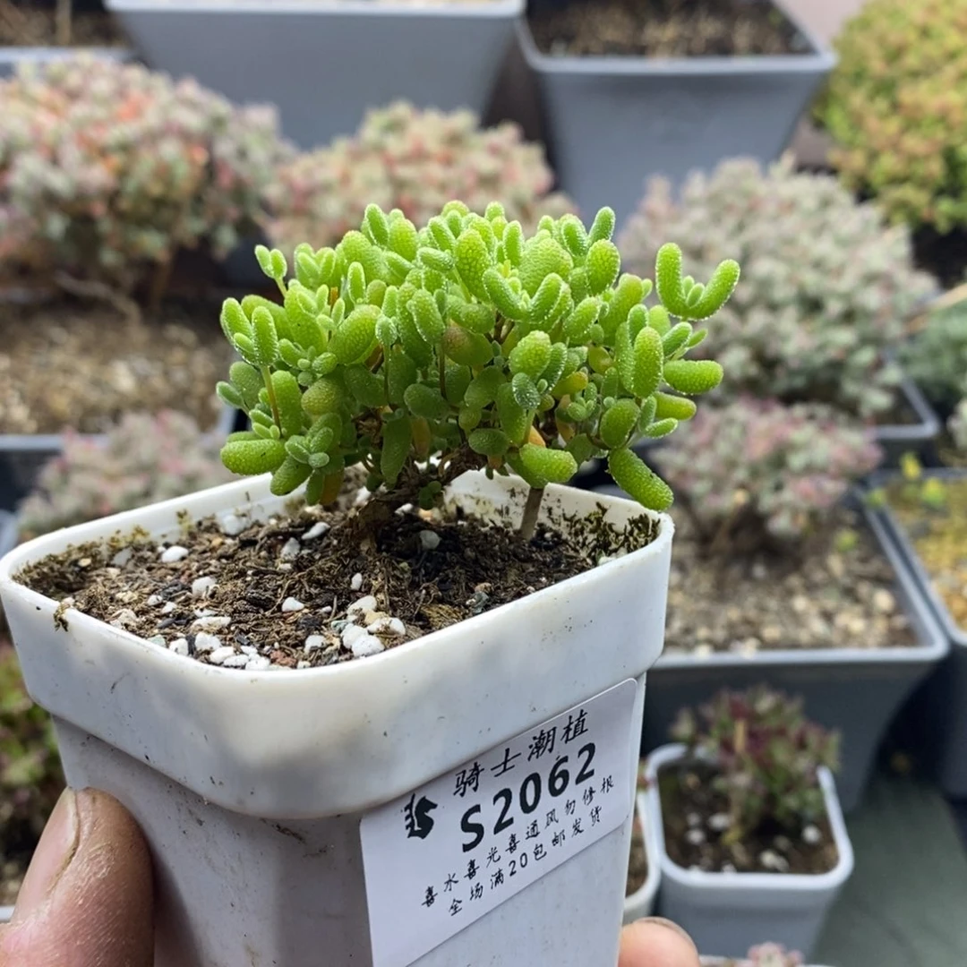 甜***72062蜜橘糖球造型