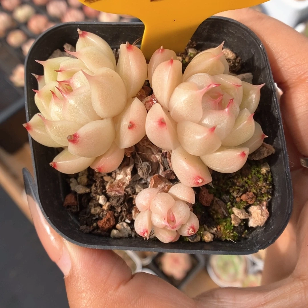 喃***喃油透麦秆363号。