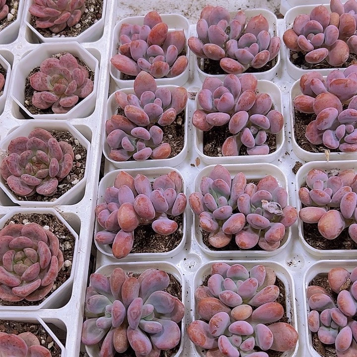 双头胖粉兔19包邮多肉植物