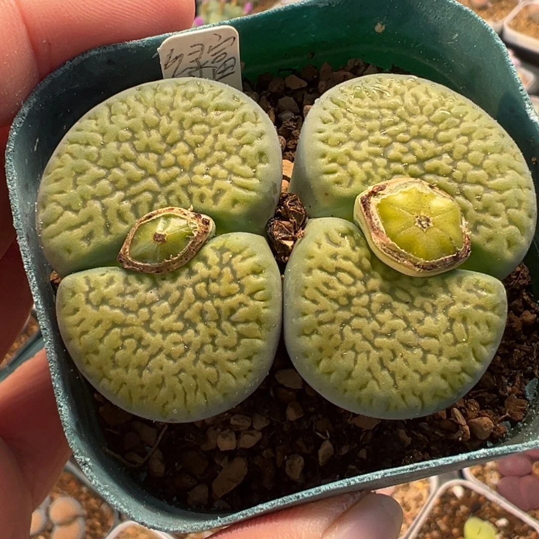 013多肉植物种类多样