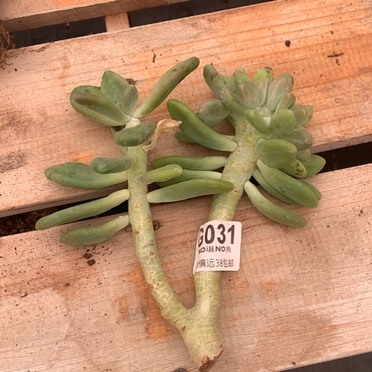 芒果奶缀化031 亏本处理退款拉黑7-8天发货