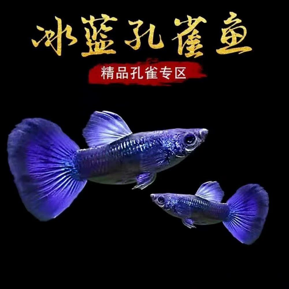 冰蓝孔雀鱼热带纯种观赏鱼小型淡水好养耐活斑马精品胎生凤尾小鱼