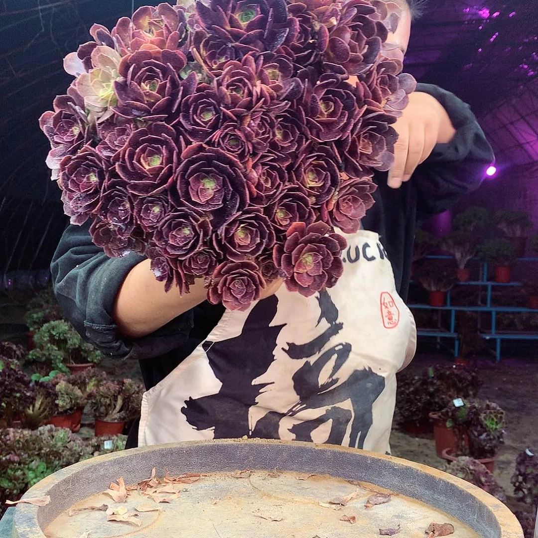 柒柒精品法师脱土发货不包断侧枝639