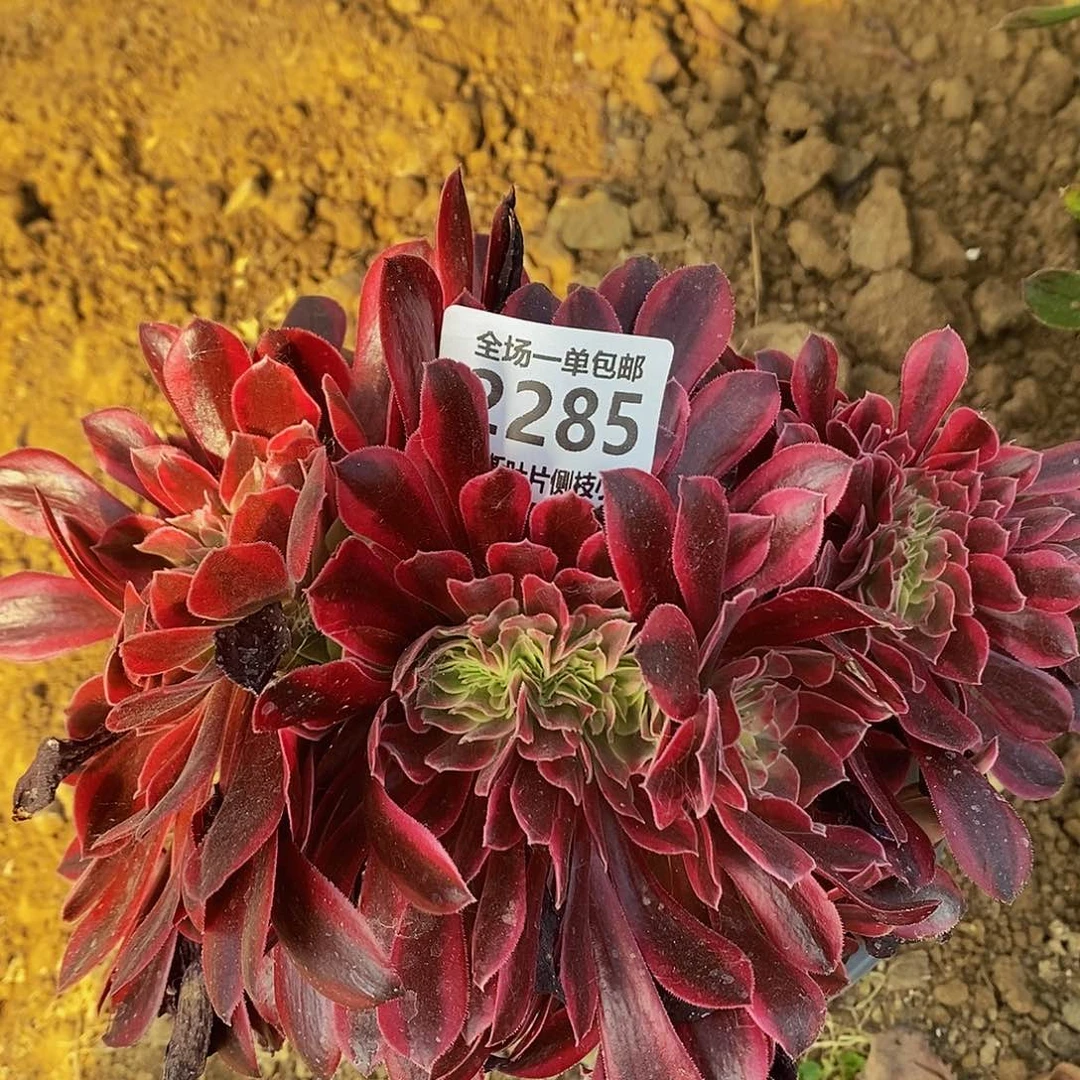 美杜莎缀化多肉法师锦，2285