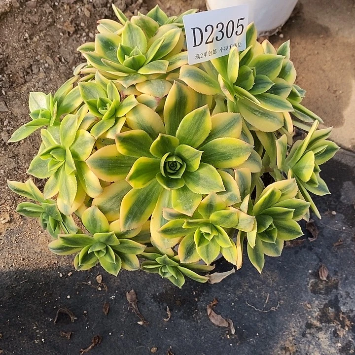 2305星爆多肉发货叶片有黑斑