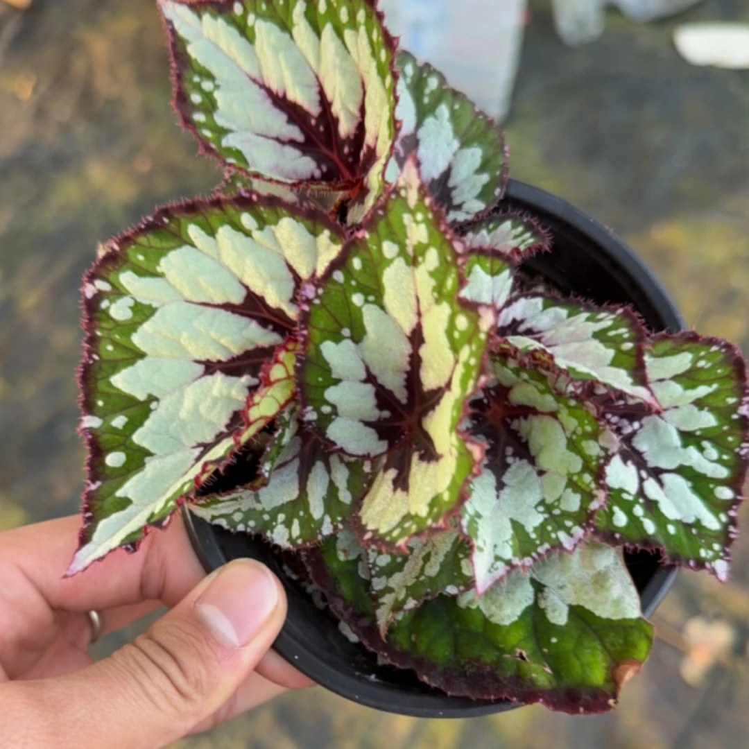 抹茶巧克力秋海棠室内多u年生高端观叶植物 室内办公室耐荫植物