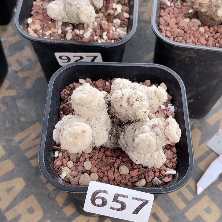 657刨花角厚墩菊块根