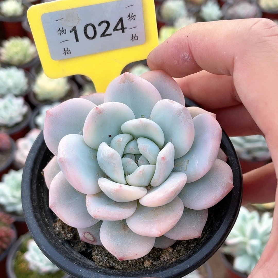 【闪购商品】轩*1024号