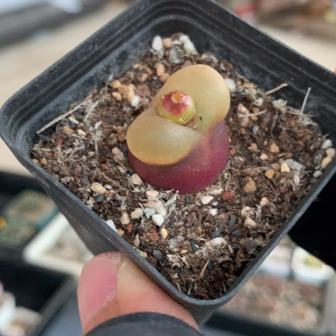 你****。73号欧泡母本一颗