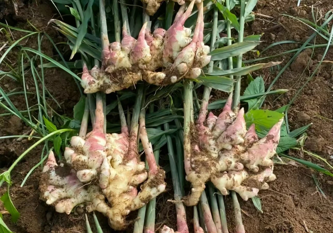 湘西老品种小黄姜（现挖现发）