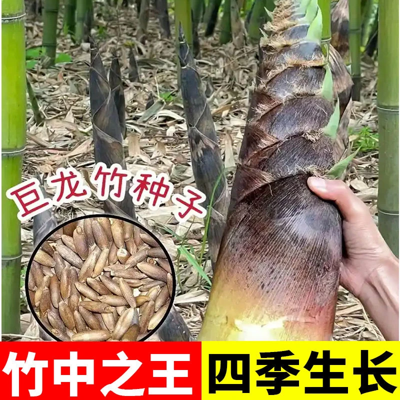 大型巨龙竹种子可食用竹种籽新种优种竹笋苗四季户外庭院园林种植
