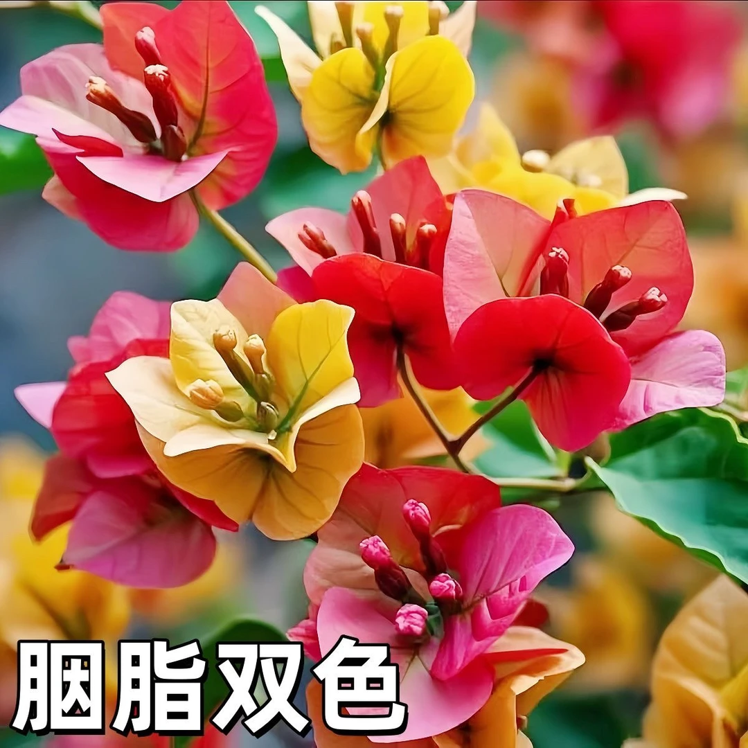 新品【胭脂双色】三角梅四季开花可爬藤不带花