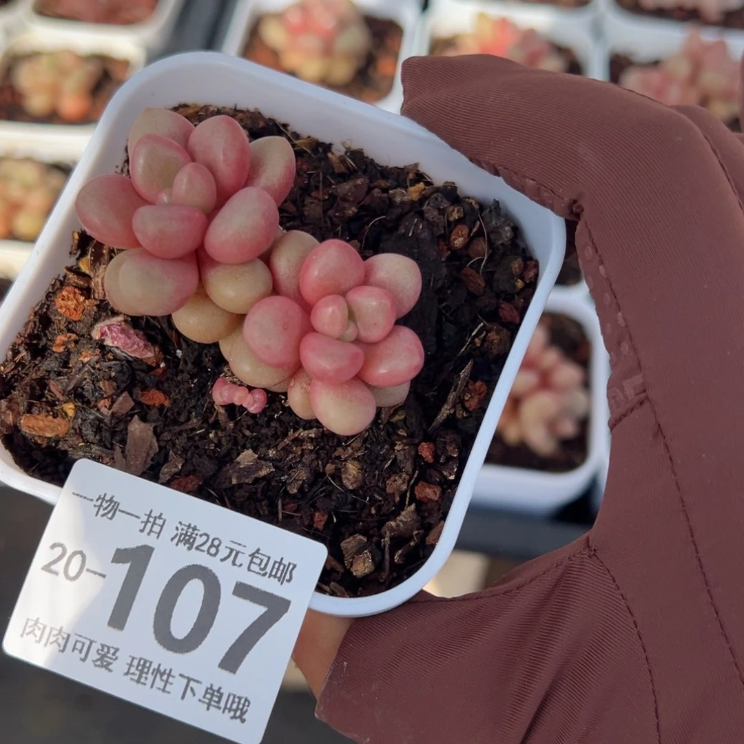 先锋派多肉多肉多肉多肉