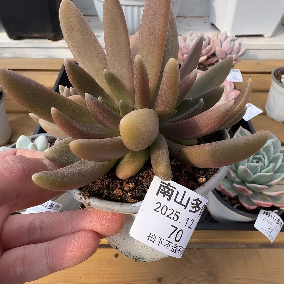 八爪鱼11111127-70