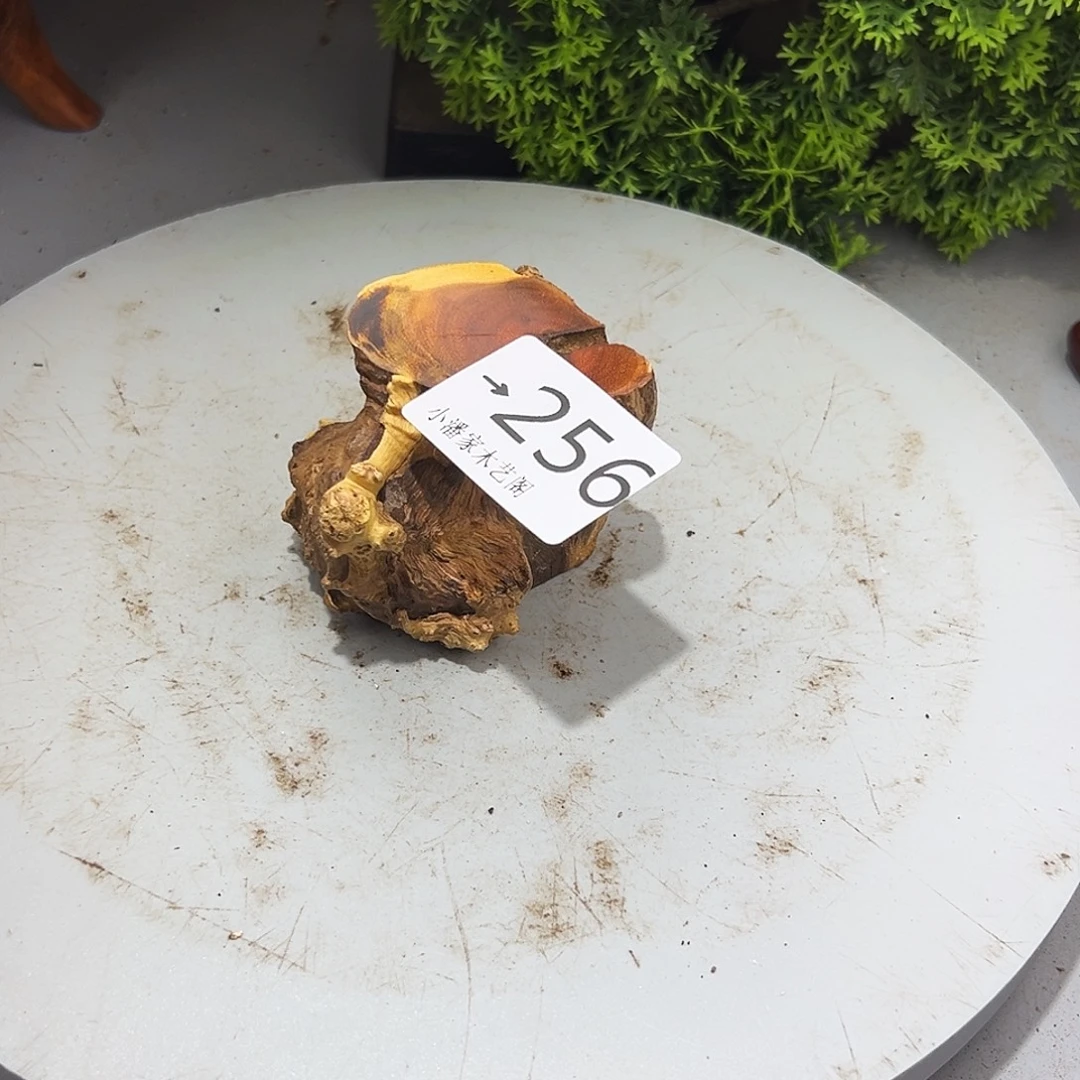 悠***兰香榧木火琉璃……火琉璃