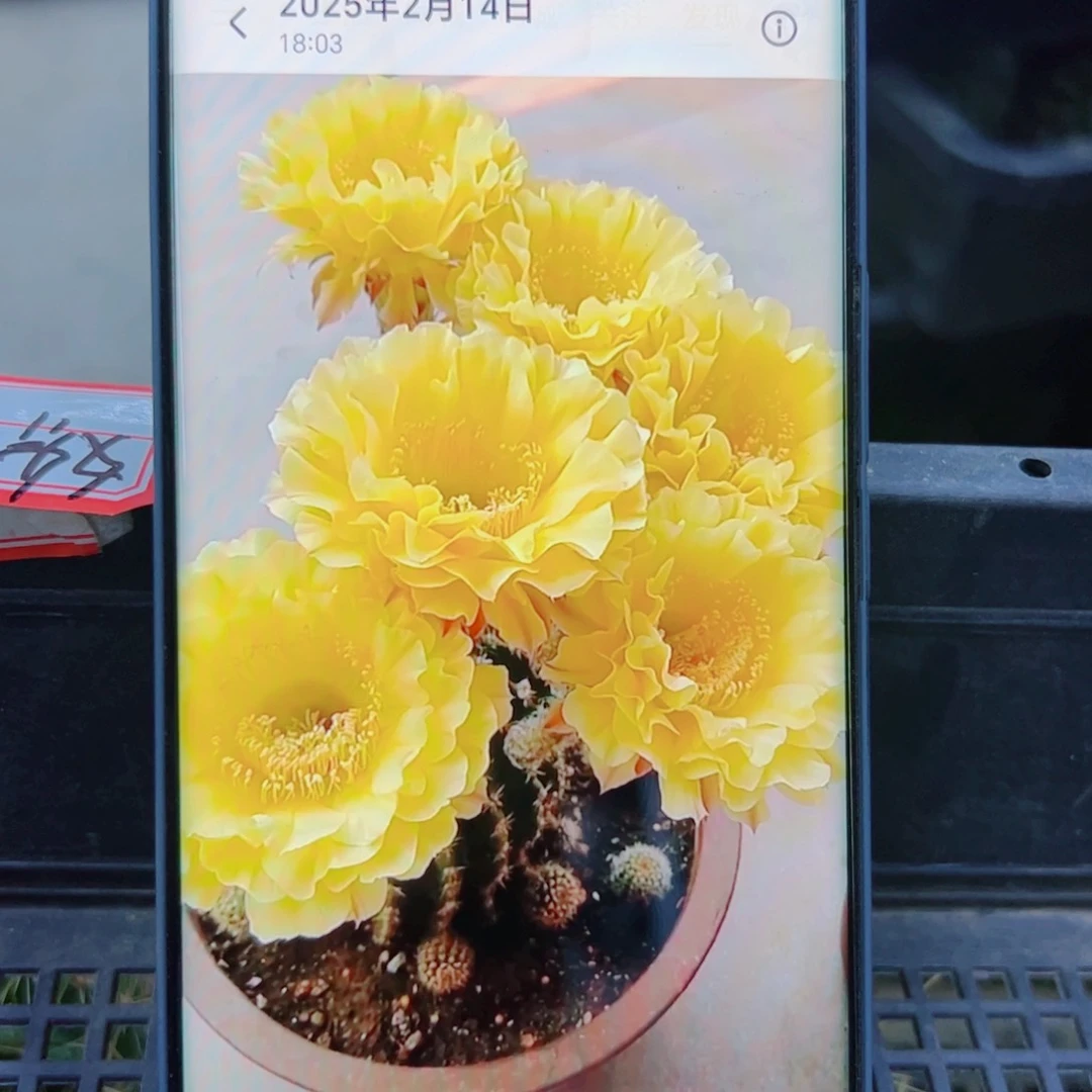 下68彩草娇媚 歪无根侧芽4公分左右20包邮