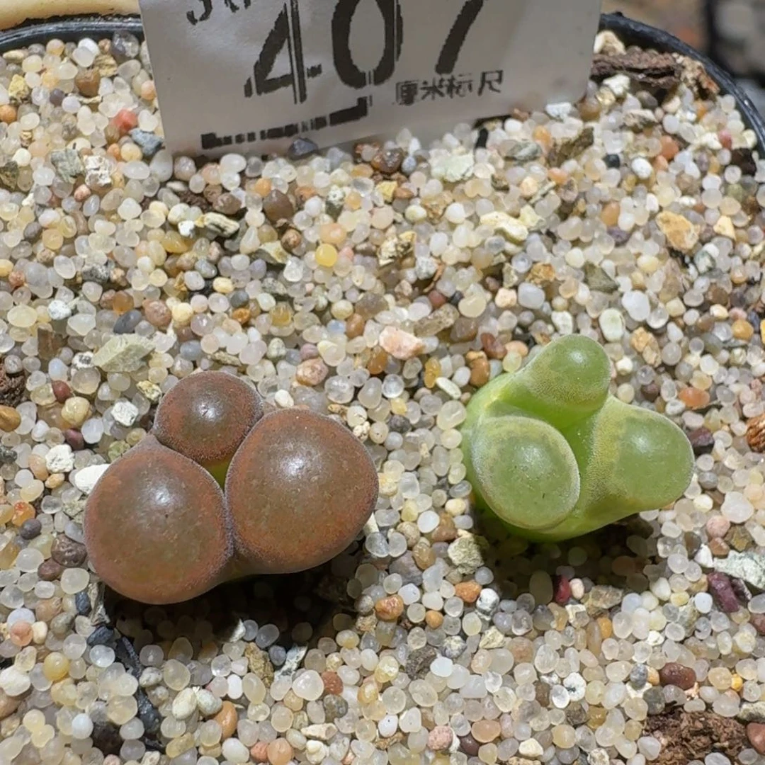 zzzzz生石花肉锥407