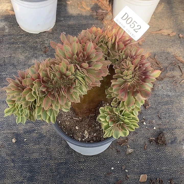 052鲸落多肉缀化法师