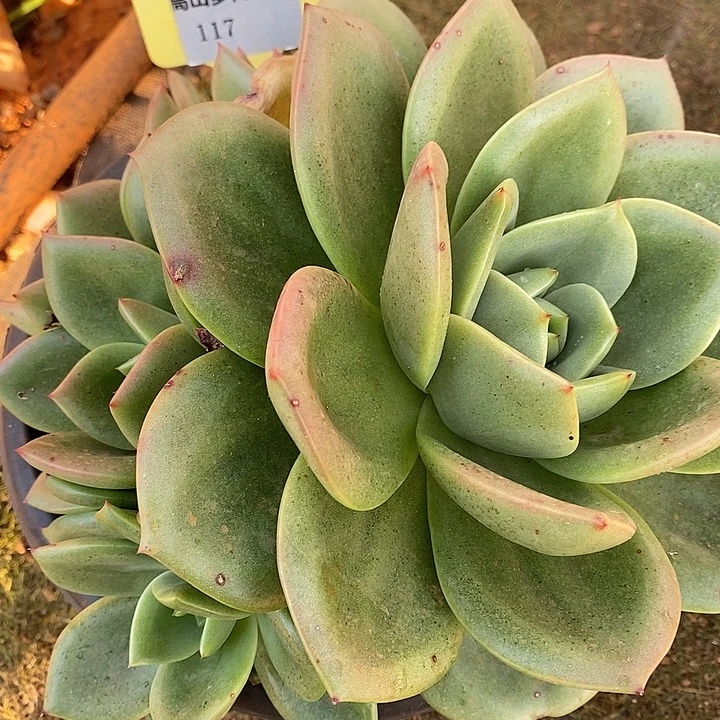 D117- 直播福利 翠鸟