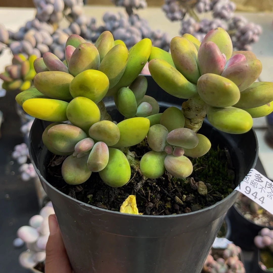 944/10cm芒果奶多肉植物