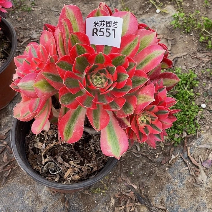 551多肉植物的生长