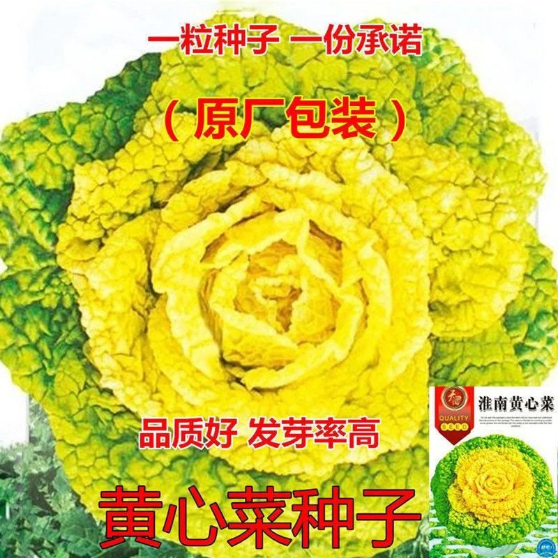 奶油黄心乌塌菜种子雪中黄金白菜高钙养心菜菊