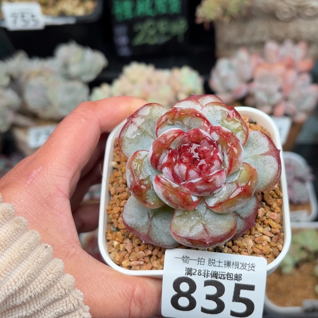 猩红之月无盆土发货