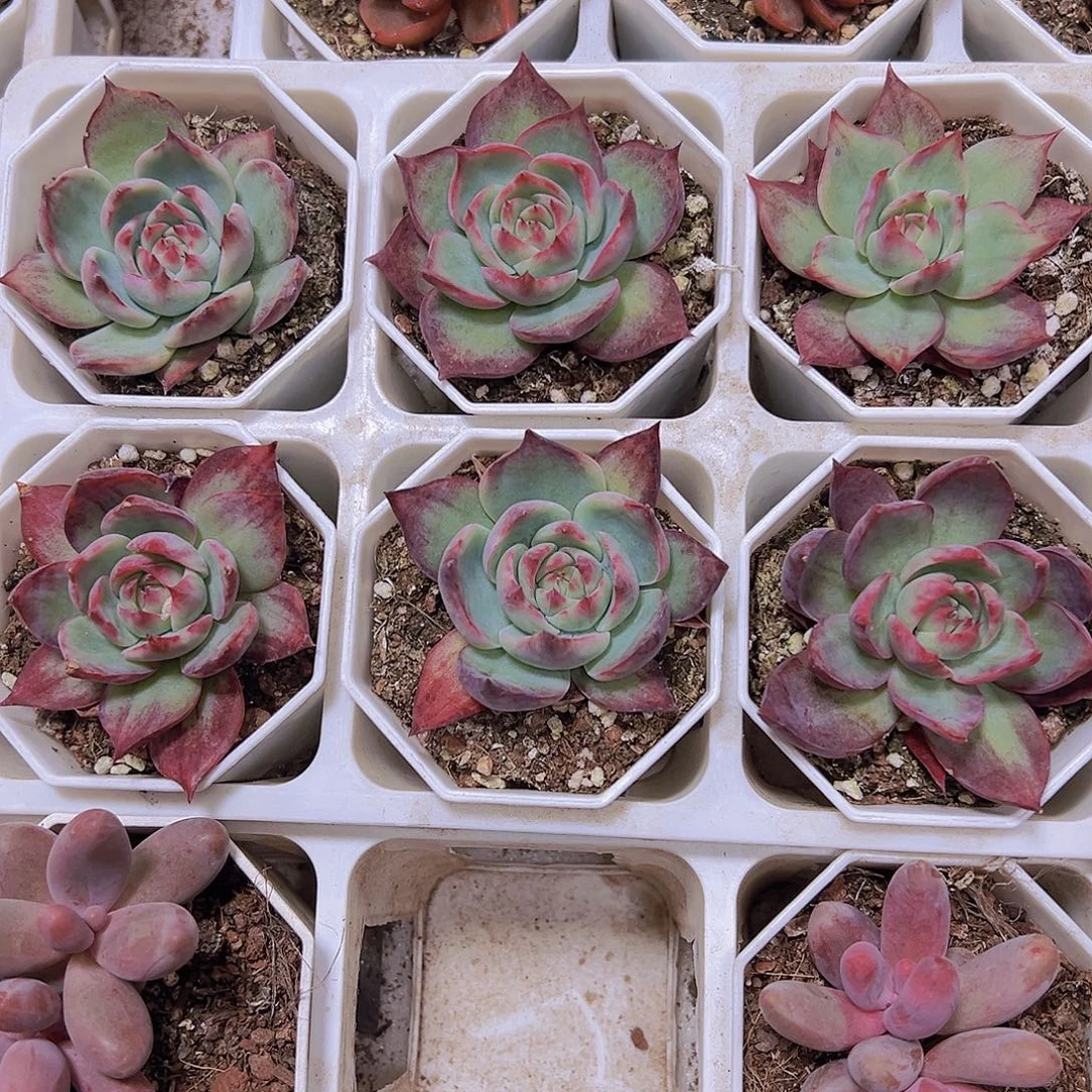 宽叶惊鸿19包邮也哦肉植物