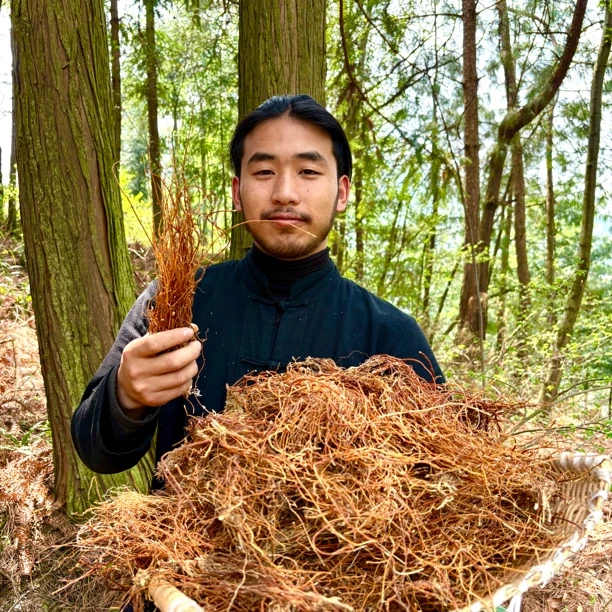 【小林粉丝专属】贵州深山滇龙胆草龙胆根干货新货精选农家天胆草
