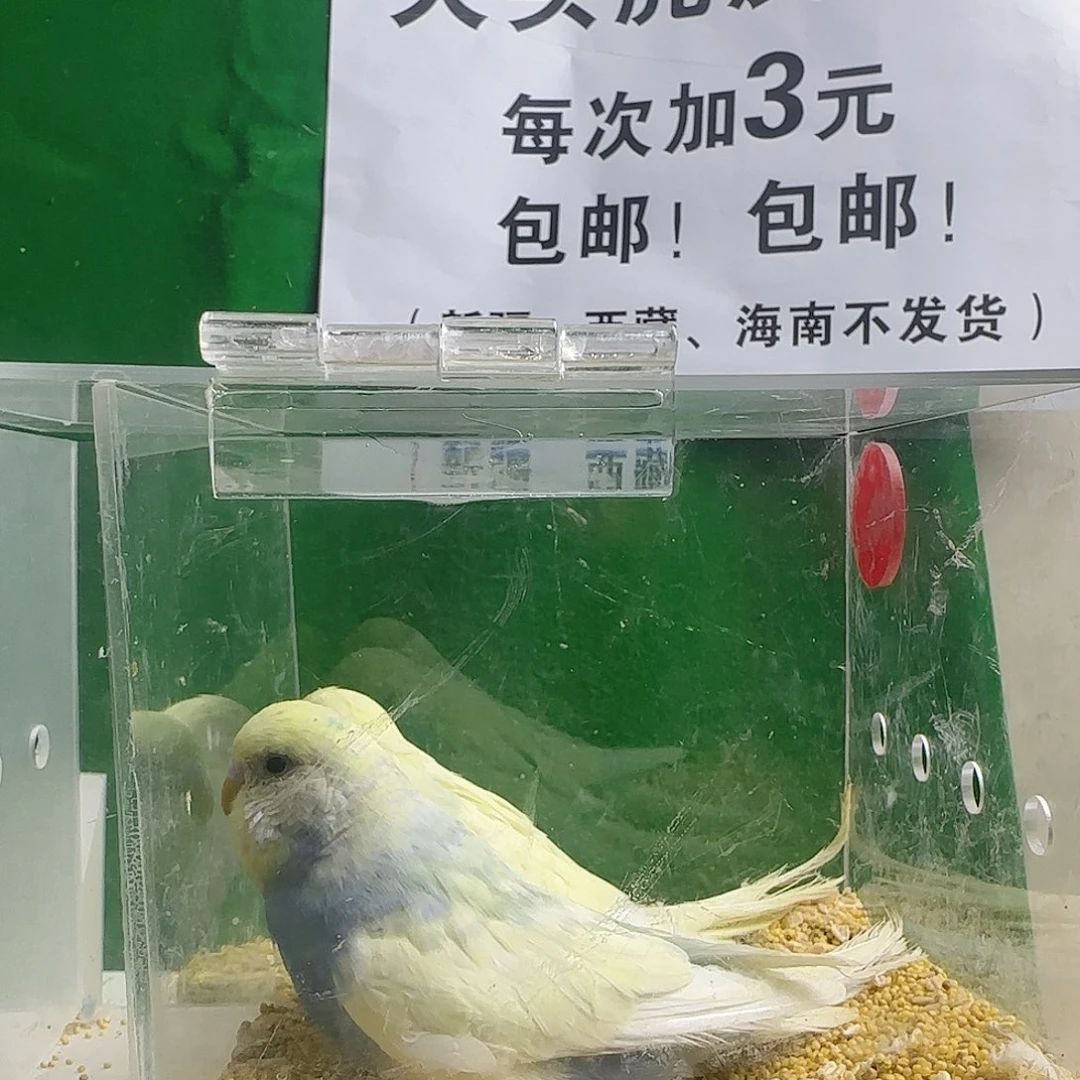 虎皮鹦鹉大头鹦鹉