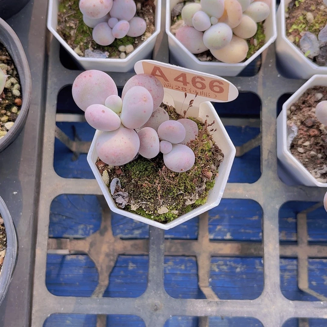 A466奶酪一物一拍