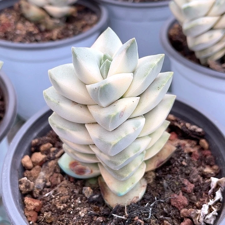 吉之穿锦ywyp锦龙