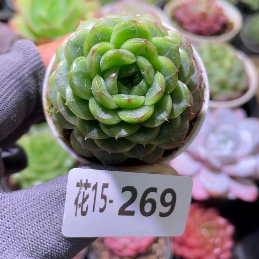 花利美15-269翠玉莲轮