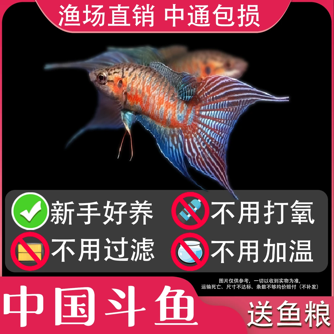 中国斗鱼澳火蓝叉冷水淡水观赏鱼好养耐养金鱼小型鱼改良普叉斗鱼