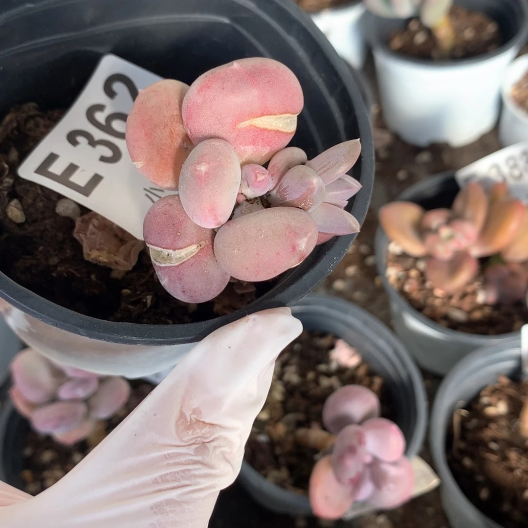 362 小屁桃奶酪多肉