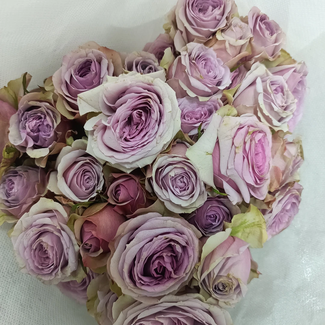 【莱拉多头玫瑰3支】京东包邮到家