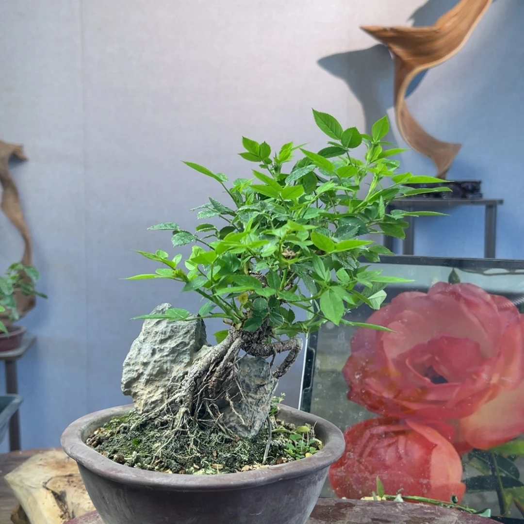 少量花朵（建议范围：2朵-5朵 或40%以下）米