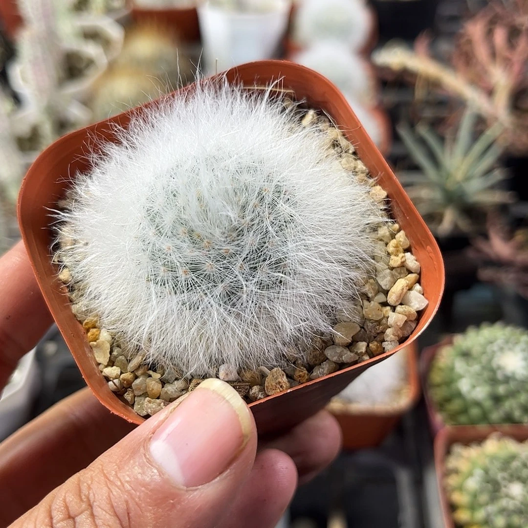 无刺丽光殿单头发货单头发