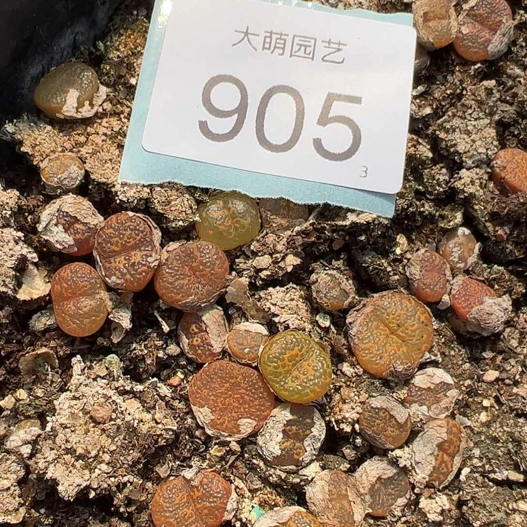 000905量拍K勋鱼子酱1颗