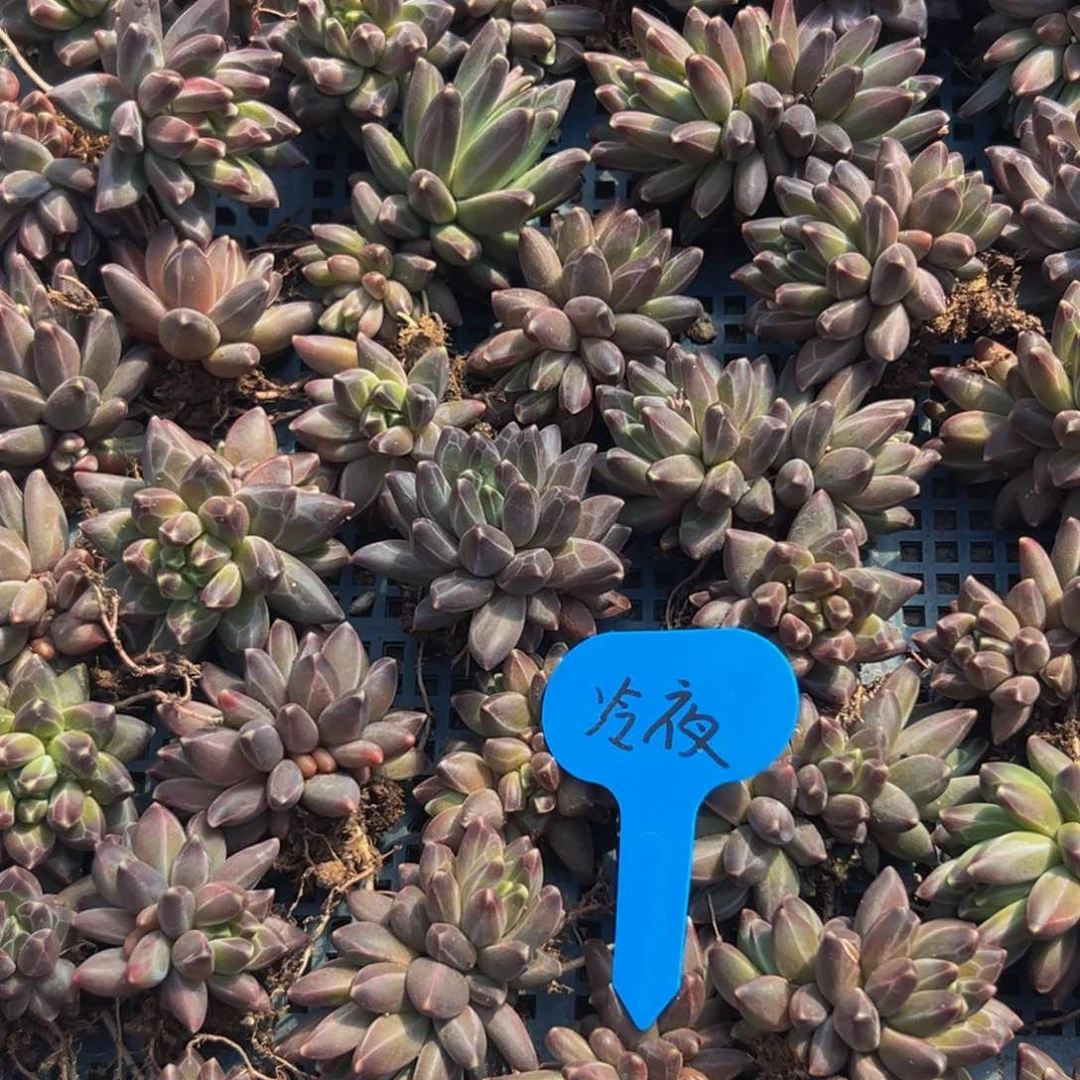 6颗福利量拍大小不等