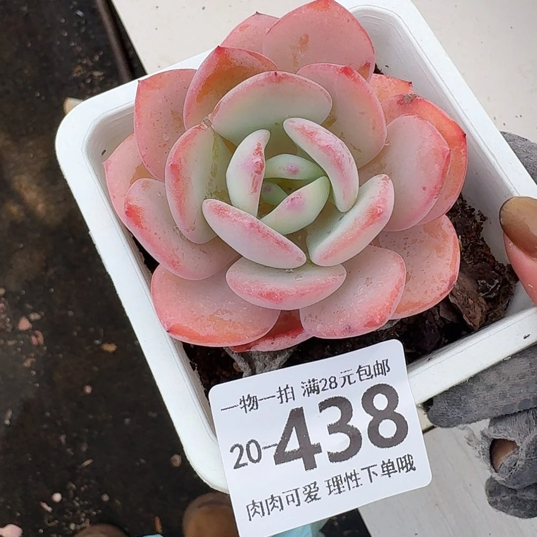 白月光无盆土发货无