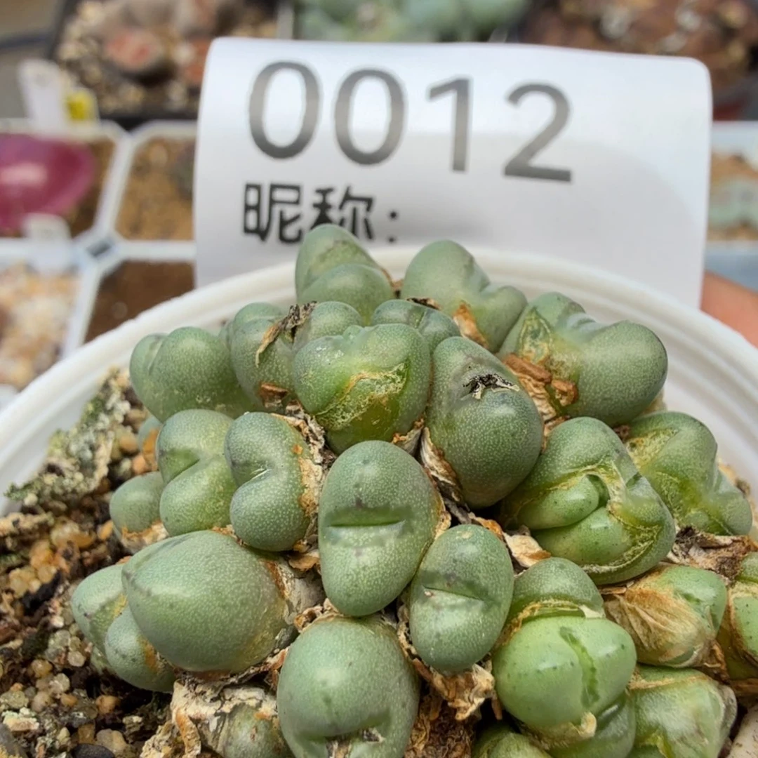 多肉植物多肉植物多肉植物