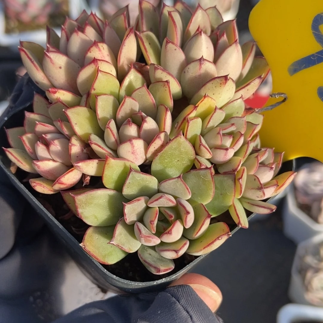 924多肉植物保护