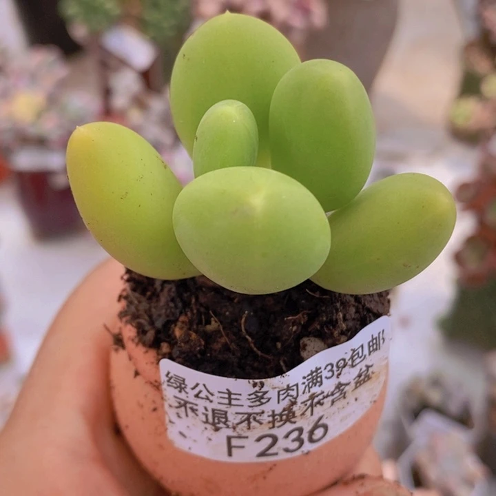 芒果奶小单头236多肉植物