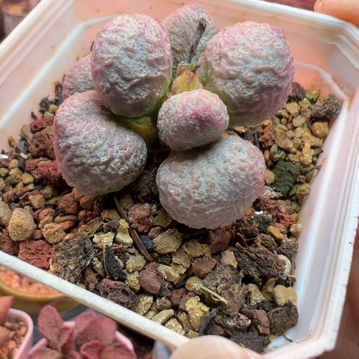 ****～吉祥如意的一个小故事是