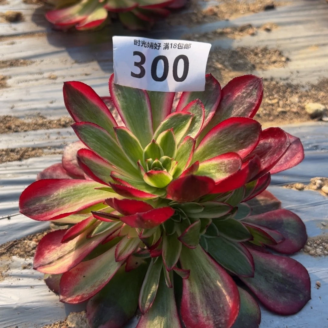 300荔枝多肉植物