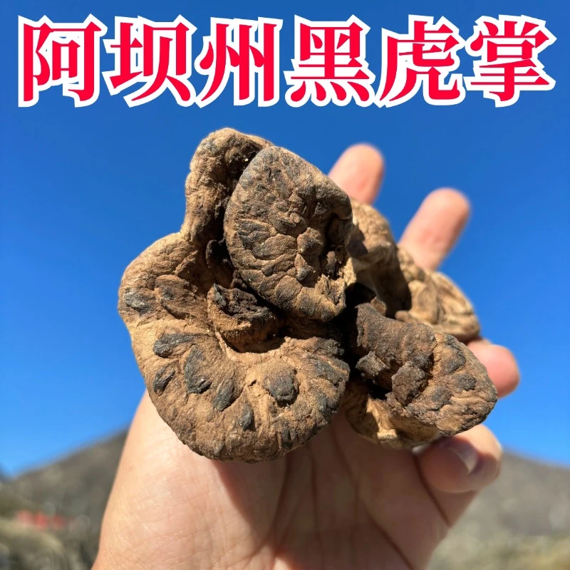 阿坝州黑虎掌菌干货道地野生菌藏区高原特产营养好过云南食用蘑菇