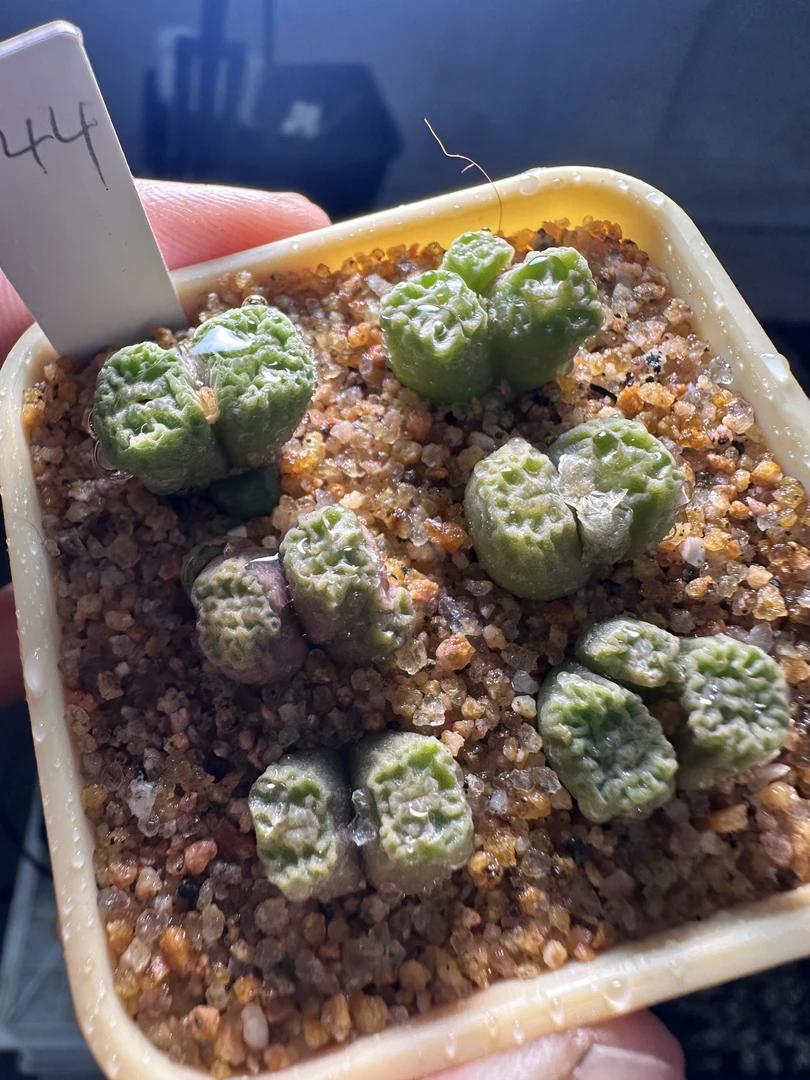 344多肉植物生石花般若烧麦一颗