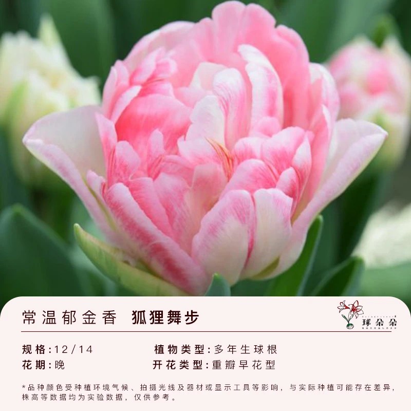 球朵朵欧州进口郁金香常温5度种球水培地栽盆栽易养护黄粉色长期